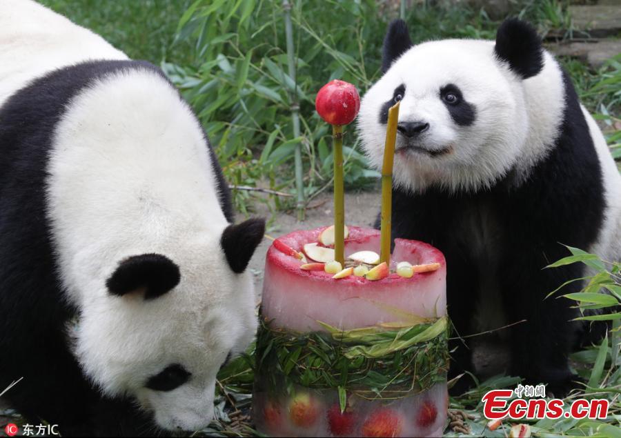 With its mother, female panda \