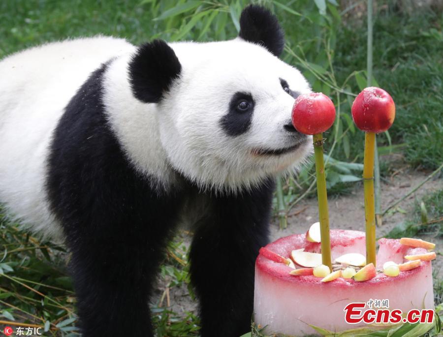 Female panda \