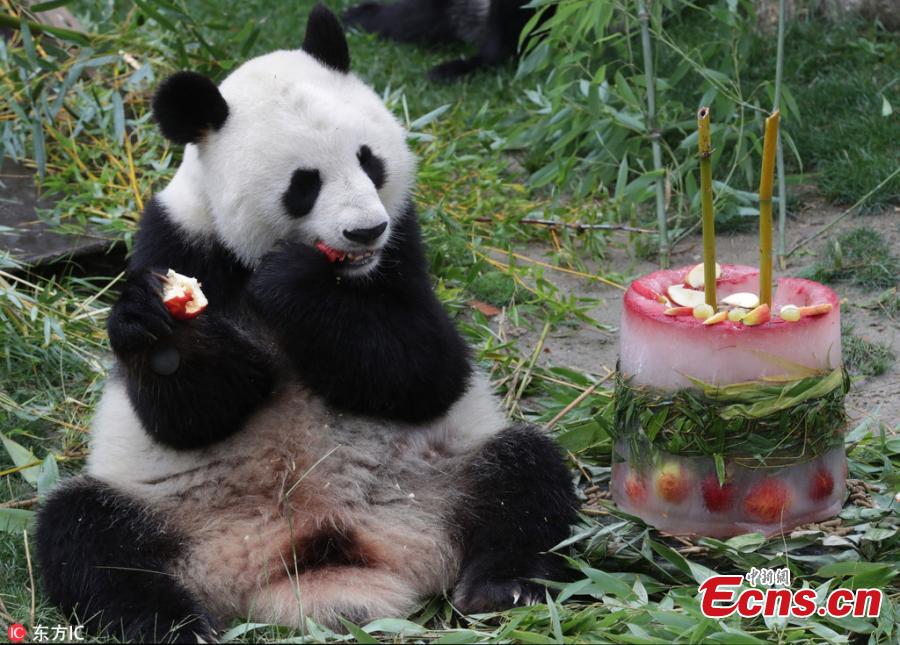Female panda \