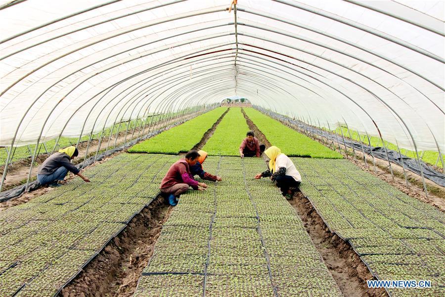 Farmers arrange Chinese cabbage seedlings in a greenhouse in Yangzhou City, east China\'s Jiangsu Province, Sept. 11, 2018. (Xinhua/Shen Dongbing)