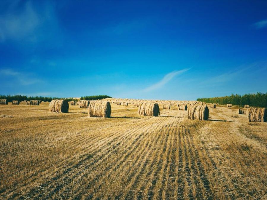 The Hulunbuir Grassland in North China\'s Inner Mongolia autonomous region is an ideal destination to enjoy autumn landscape. It boasts yellow grass and pasture, zigzag river, birches and reeds dancing with breeze. During the most beautiful season for Hulunbuir, the grassland is a hot spot for tourists. (Photo/China Daily)