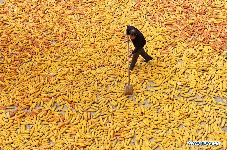 A farmer dries corns in Xipo Village, Zibo City of east China\'s Shandong Province, Sept. 10, 2018. (Xinhua/Zhao Dongshan)
