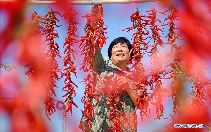 A farmer dries red pepper in Dongcun Village, Zibo City of east China\'s Shandong Province, Sept. 11, 2018. (Xinhua/Zhao Dongshan)