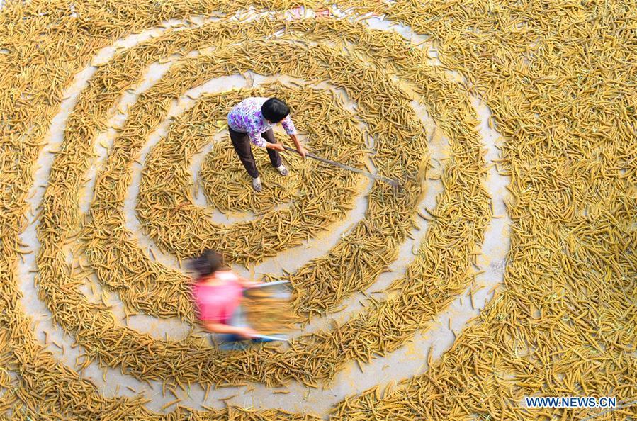 Farmers dry grain in Dongyuezhuang Village, Zibo City of east China\'s Shandong Province, Sept. 10, 2018. (Xinhua/Zhao Dongshan)