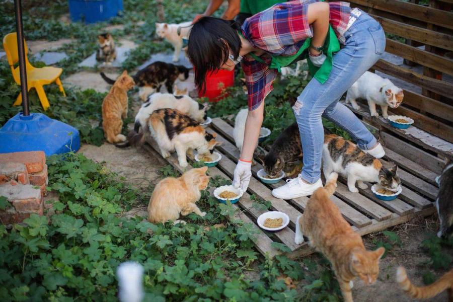 A cat lover feeds the cats in the suburb in Zhengzhou, Henan Province. (Photo by Tang Tao for chinadaily.com.cn)
Seven cat lovers jointly invested 400,000 yuan ($58,246) to set up a \