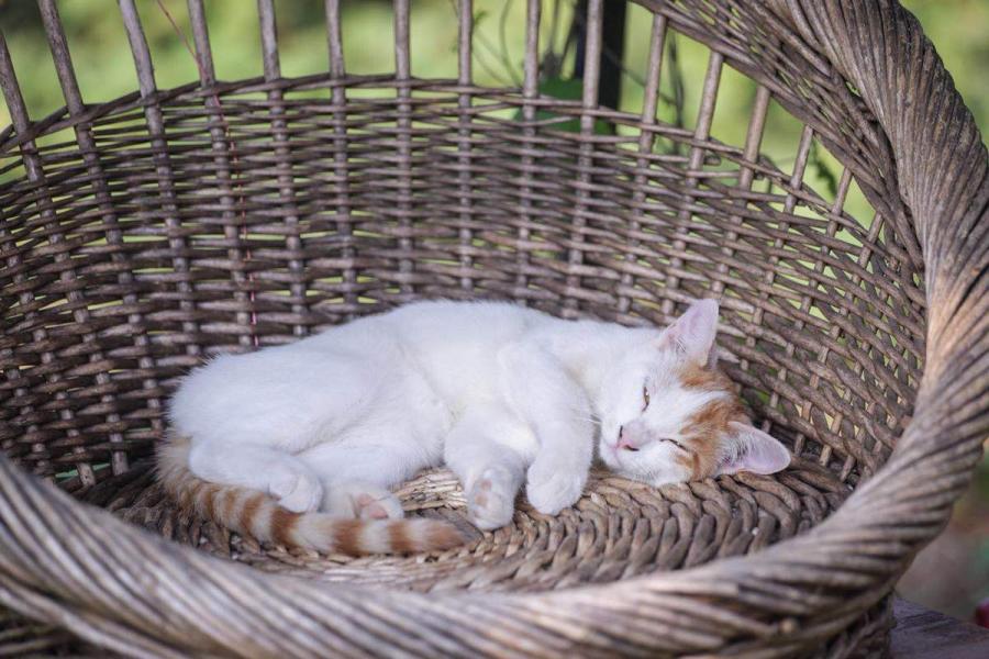 A cat sleeps in a basket provided by the cat lovers in the area.
(Photo by Tang Tao for chinadaily.com.cn)