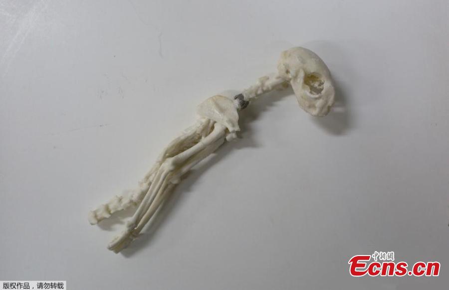 A 3D print of the bones of the Egyptian cat mummy is displayed at the Pontifical Catholic University, in Rio de Janeiro, Brazil, Sept. 5, 2018. About 300 pieces of the Brazil\'s National Museum that were scanned and some printed in 3D could help to rebuild part of the heritage lost in the fire this weekend. Since 2000, researchers at the PUC worked together with the museum, scanning and printing some of the most important objects of the institution. (Photo/Agencies)