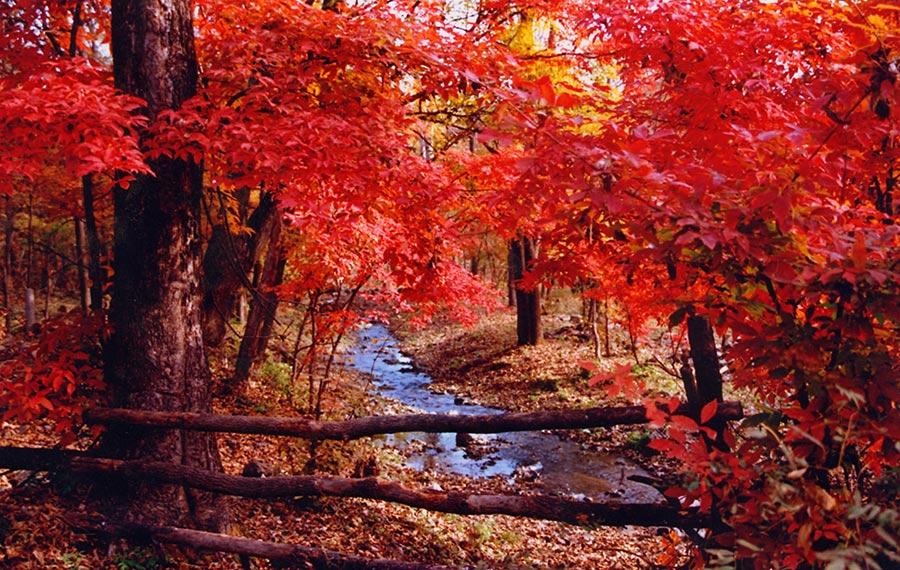 With the autumn already underway, tourists can enjoy the unique fragrance of red leaves at the Red Leaves Valley in Jiaohe city, Northeast China\'s Jilin Province. The valley, located at the west foot of Changbai Mountain, is filled with plentiful trees, such as maple, birch, larch and gingko trees. The leaves will gradually turn from a cardinal red into a gorgeous gold in the autumn. The mix of red and golden colors makes the valley look like massive waves rolling across a great sea. (Photo provided to chinadaily.com.cn)