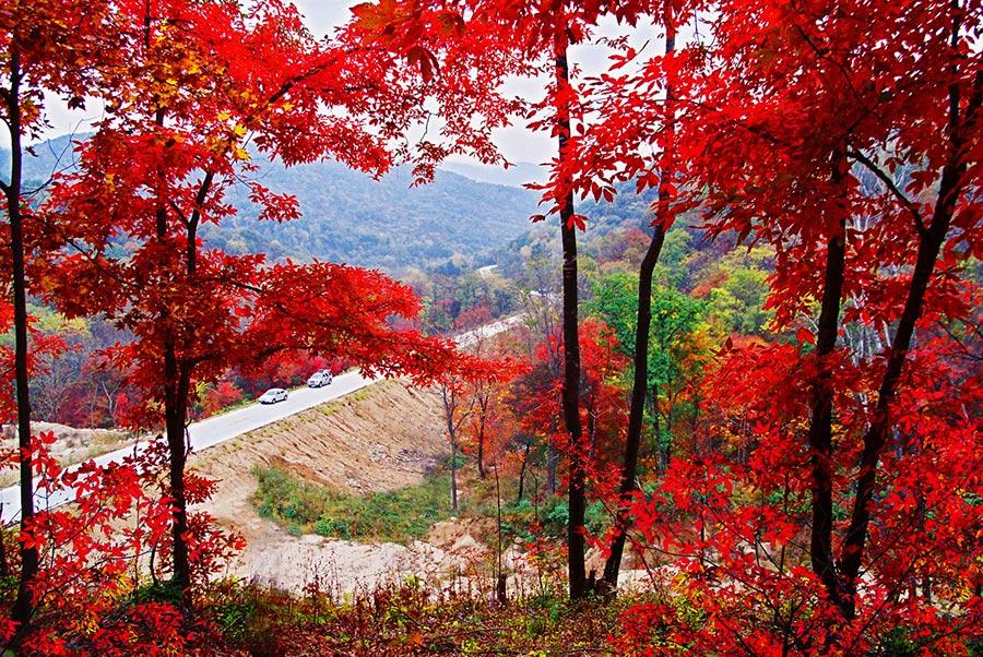 With the autumn already underway, tourists can enjoy the unique fragrance of red leaves at the Red Leaves Valley in Jiaohe city, Northeast China\'s Jilin Province. The valley, located at the west foot of Changbai Mountain, is filled with plentiful trees, such as maple, birch, larch and gingko trees. The leaves will gradually turn from a cardinal red into a gorgeous gold in the autumn. The mix of red and golden colors makes the valley look like massive waves rolling across a great sea. (Photo provided to chinadaily.com.cn)