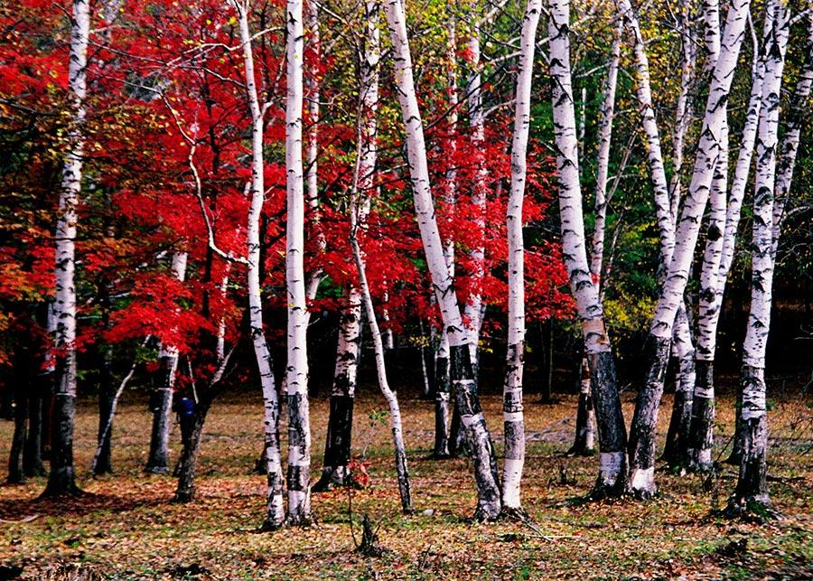With the autumn already underway, tourists can enjoy the unique fragrance of red leaves at the Red Leaves Valley in Jiaohe city, Northeast China\'s Jilin Province. The valley, located at the west foot of Changbai Mountain, is filled with plentiful trees, such as maple, birch, larch and gingko trees. The leaves will gradually turn from a cardinal red into a gorgeous gold in the autumn. The mix of red and golden colors makes the valley look like massive waves rolling across a great sea. (Photo provided to chinadaily.com.cn)