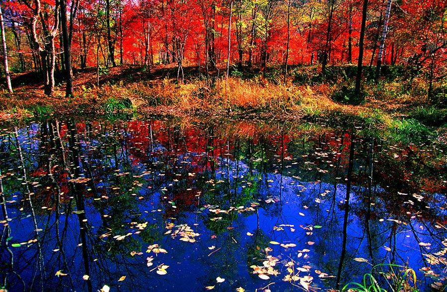 With the autumn already underway, tourists can enjoy the unique fragrance of red leaves at the Red Leaves Valley in Jiaohe city, Northeast China\'s Jilin Province. The valley, located at the west foot of Changbai Mountain, is filled with plentiful trees, such as maple, birch, larch and gingko trees. The leaves will gradually turn from a cardinal red into a gorgeous gold in the autumn. The mix of red and golden colors makes the valley look like massive waves rolling across a great sea. (Photo provided to chinadaily.com.cn)