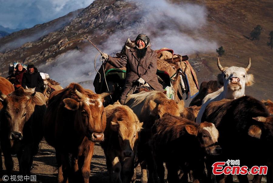 Kazakh nomads herd sheep and cattle to an autumn pasture during a seasonal livestock migration in Altay, Northwest China’s Xinjiang Uyghur Autonomous Region, Sept. 11, 2018. Every season, nomadic shepherds move their livestock to different pastures, a tradition that also offers a magnificent spectacle to outsiders. (Photo/VCG)