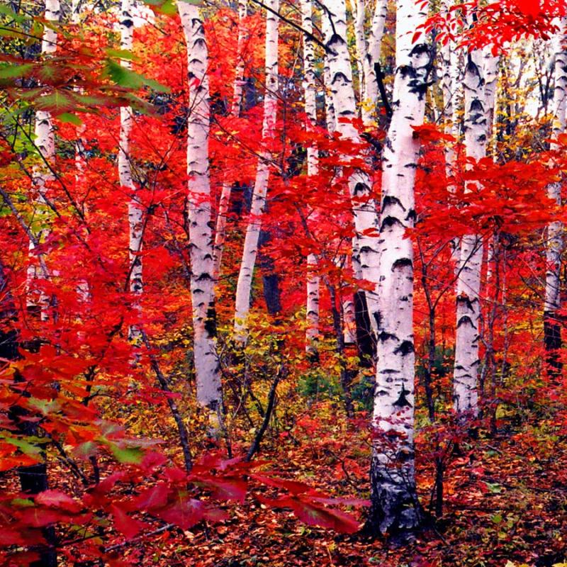 With the autumn already underway, tourists can enjoy the unique fragrance of red leaves at the Red Leaves Valley in Jiaohe city, Northeast China\'s Jilin Province. The valley, located at the west foot of Changbai Mountain, is filled with plentiful trees, such as maple, birch, larch and gingko trees. The leaves will gradually turn from a cardinal red into a gorgeous gold in the autumn. The mix of red and golden colors makes the valley look like massive waves rolling across a great sea. (Photo provided to chinadaily.com.cn)