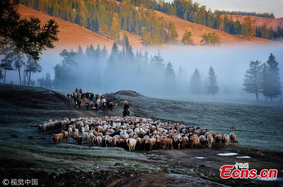 Kazakh nomads herd sheep and cattle to an autumn pasture during a seasonal livestock migration in Altay, Northwest China’s Xinjiang Uyghur Autonomous Region, Sept. 11, 2018. Every season, nomadic shepherds move their livestock to different pastures, a tradition that also offers a magnificent spectacle to outsiders. (Photo/VCG)
