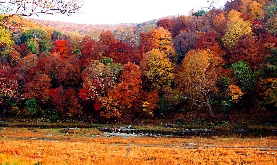 With the autumn already underway, tourists can enjoy the unique fragrance of red leaves at the Red Leaves Valley in Jiaohe city, Northeast China\'s Jilin Province. The valley, located at the west foot of Changbai Mountain, is filled with plentiful trees, such as maple, birch, larch and gingko trees. The leaves will gradually turn from a cardinal red into a gorgeous gold in the autumn. The mix of red and golden colors makes the valley look like massive waves rolling across a great sea. (Photo provided to chinadaily.com.cn)