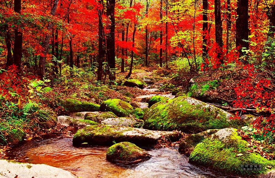 With the autumn already underway, tourists can enjoy the unique fragrance of red leaves at the Red Leaves Valley in Jiaohe city, Northeast China\'s Jilin Province. The valley, located at the west foot of Changbai Mountain, is filled with plentiful trees, such as maple, birch, larch and gingko trees. The leaves will gradually turn from a cardinal red into a gorgeous gold in the autumn. The mix of red and golden colors makes the valley look like massive waves rolling across a great sea. (Photo provided to chinadaily.com.cn)