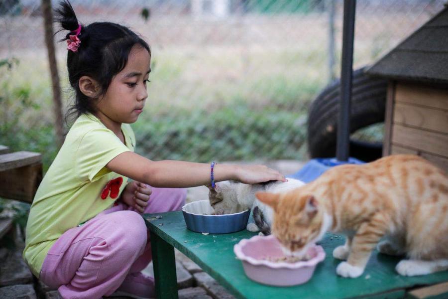 Some young students along with their parents also join the cat lovers\' team to care for the cats together. (Photo by Tang Tao for chinadaily.com.cn)