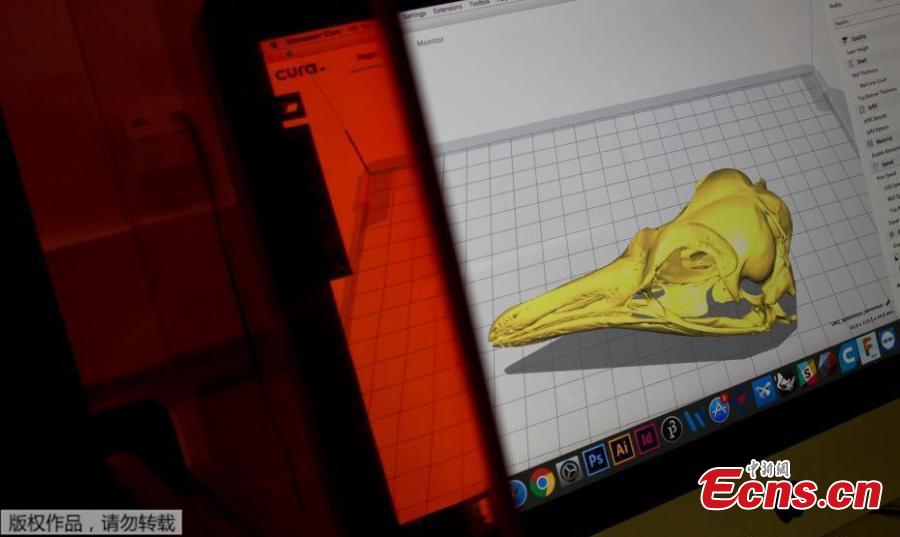 A computer screen shows a penguin cranium piece of the National Museum collection in Rio de Janeiro, Brazil, Sept. 5, 2018. About 300 pieces of the Brazil\'s National Museum that were scanned and some printed in 3D could help to rebuild part of the heritage lost in the fire this weekend. Since 2000, researchers at the PUC worked together with the museum, scanning and printing some of the most important objects of the institution. (Photo/Agencies)