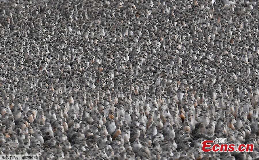 Thousands of wading birds, including Knot and Godwit, move onto dry sandbanks during the month\'s highest tides at The Wash estuary, near Snettisham in Norfolk, Britain, September 13, 2018. (Photo/Agencies)