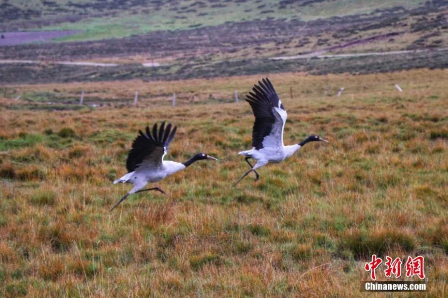 Black-necked cranes, under first-class state protection, are seen at a grassland in Sunan Yugur Autonomous County, Northwest China’s Gansu Province, Sept. 12, 2018. The estimated population of the black-necked cranes in the county has risen thanks to increased efforts in environmental protection. (Photo: China News Service/An Jianbin)