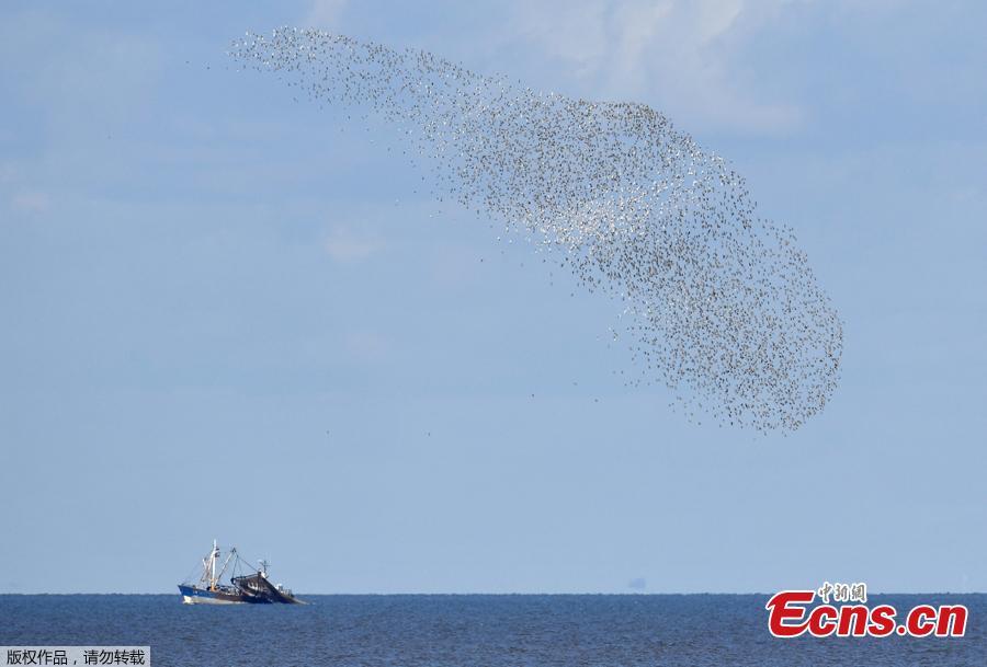 A murmuration is seen above a trawler as thousands of wading birds fly onto dry sandbanks during the month\'s highest tides at The Wash estuary, near Snettisham in Norfolk, Britain, September 13, 2018. (Photo/Agencies)