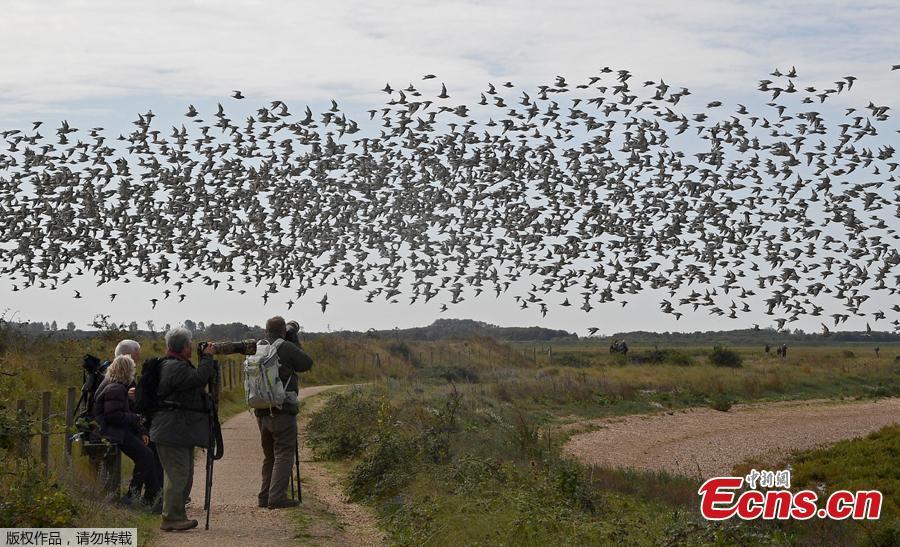 Birdwatchers view as thousands of wading birds move between the sea and dry sandbanks during the month\'s highest tides at The Wash estuary, near Snettisham in Norfolk, Britain, September 13, 2018. (Photo/Agencies)