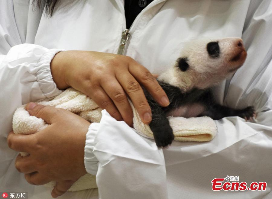 A staff holds a newly born Giant Panda cub at Adventure World on September 13, 2018 in Shirahama, Wakayama, Japan. The panda cub will meet tourists twice a day, at 10:15 to 10:35 in the morning and 14:40 to 15:00 in the afternoon local time. The panda cub was born on August 14, as 16th panda born at the zoo, weighed only 75 grams. (Photo/IC)