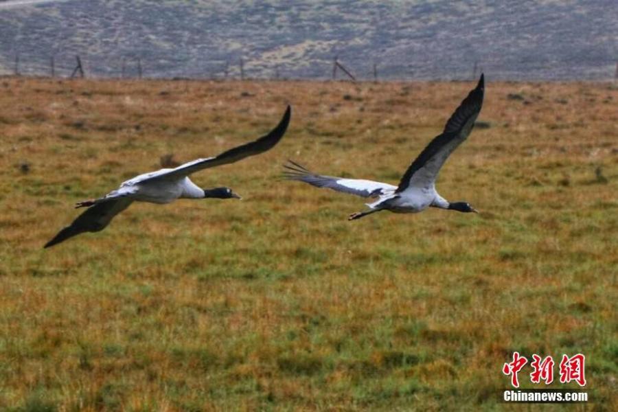 Black-necked cranes, under first-class state protection, are seen at a grassland in Sunan Yugur Autonomous County, Northwest China’s Gansu Province, Sept. 12, 2018. The estimated population of the black-necked cranes in the county has risen thanks to increased efforts in environmental protection. (Photo: China News Service/An Jianbin)