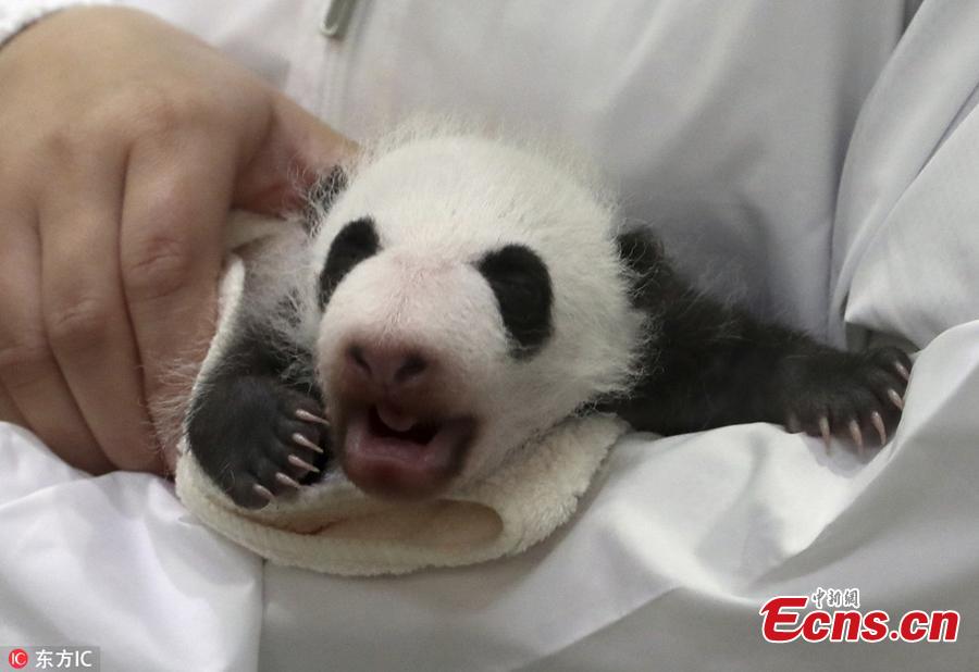 A staff holds a newly born Giant Panda cub at Adventure World on September 13, 2018 in Shirahama, Wakayama, Japan. The panda cub will meet tourists twice a day, at 10:15 to 10:35 in the morning and 14:40 to 15:00 in the afternoon local time. The panda cub was born on August 14, as 16th panda born at the zoo, weighed only 75 grams. (Photo/IC)