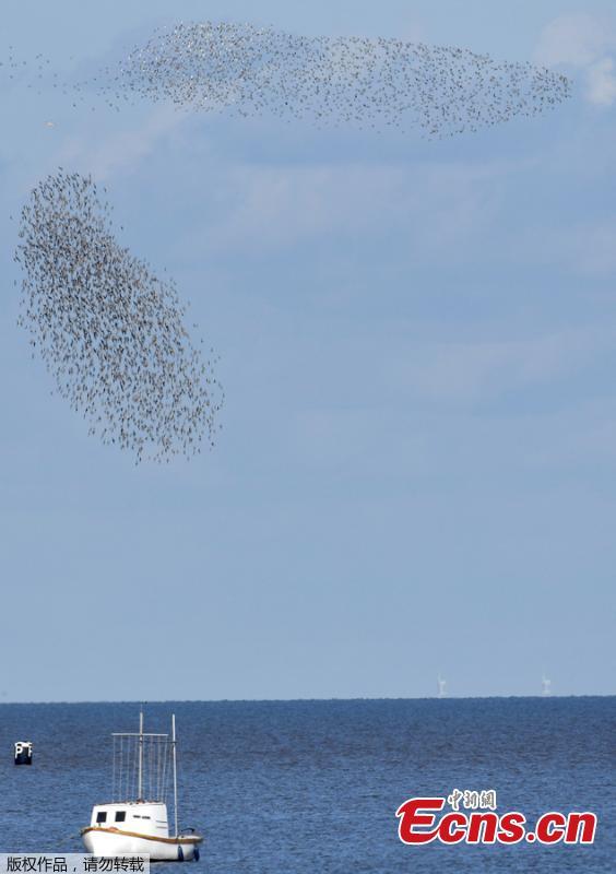Murmurations are seen above a boat as thousands of wading birds fly onto dry sandbanks during the month\'s highest tides at The Wash estuary, near Snettisham in Norfolk, Britain, September 13, 2018. (Photo/Agencies)