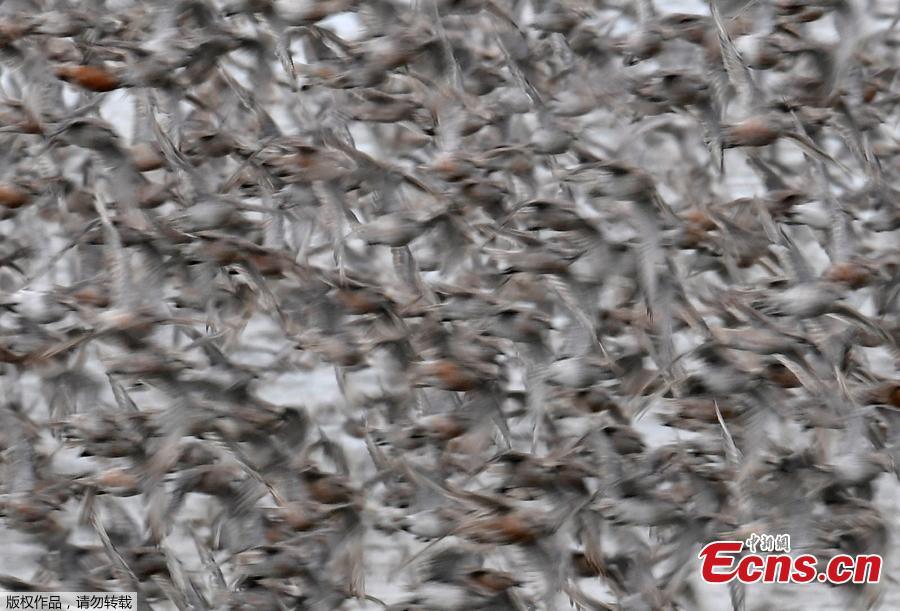 Thousands of wading birds, including Knot, fly onto dry sandbanks during the month\'s highest tides at The Wash estuary, near Snettisham in Norfolk, Britain, September 13, 2018. (Photo/Agencies)