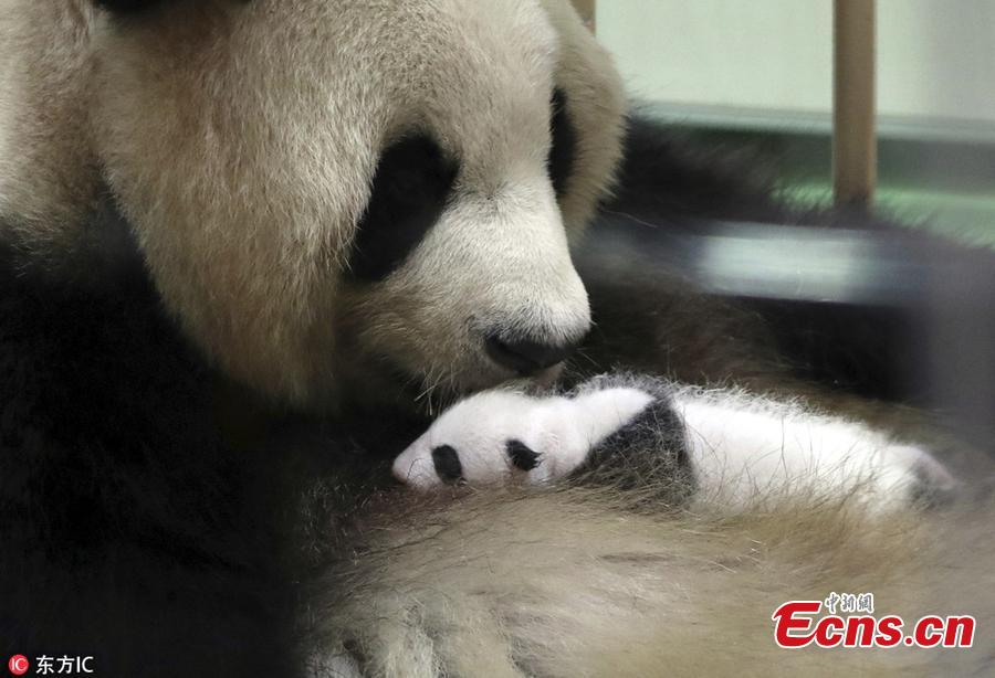 Giant panda Rauhin licks her newly born baby at Adventure World in Shirahama, Wakayama, Japan on September 13, 2018. The panda cub will meet tourists twice a day, at 10:15 to 10:35 in the morning and 14:40 to 15:00 in the afternoon local time. The panda cub was born on August 14, as 16th panda born at the zoo, weighed only 75 grams. (Photo/IC)