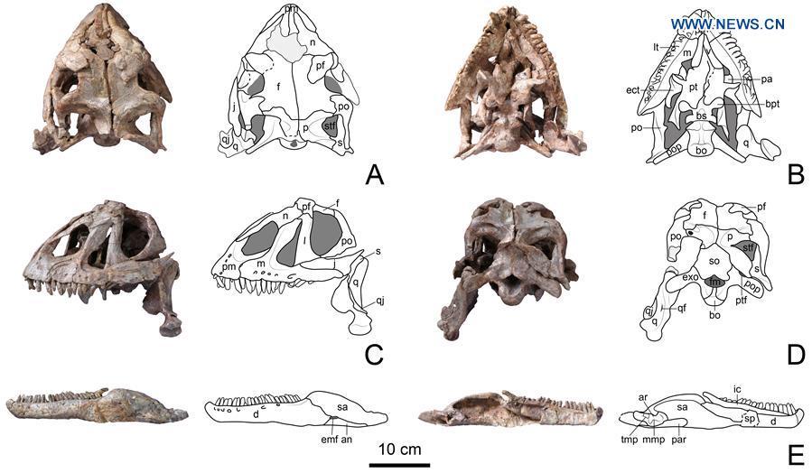 Photo shows the head bones of \
