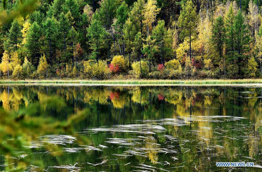 Photo taken on Sept. 14, 2018 shows autumn scenery of the Tianchi Lake in Arxan, north China\'s Inner Mongolia Autonomous Region. (Xinhua/Ren Junchuan)