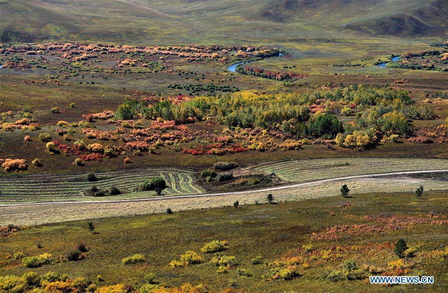 Photo taken on Sept. 15, 2018 shows autumn scenery of forest in Arxan, north China\'s Inner Mongolia Autonomous Region. (Xinhua/Ren Junchuan)