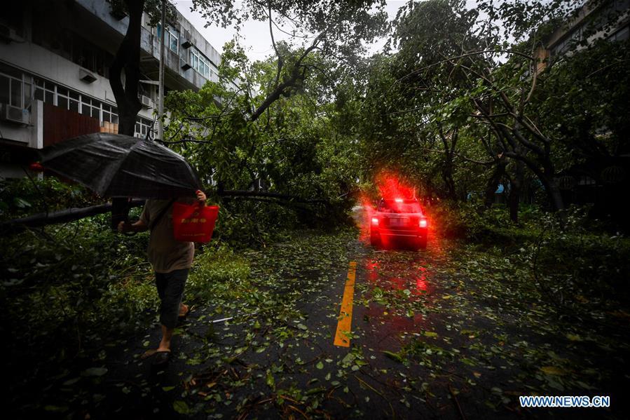 Photo taken on Sept. 16, 2018 shows broken trees in Shenzhen, south China\'s Guangdong Province. Super Typhoon Mangkhut landed at 5 p.m. on Sunday on the coast of Jiangmen City, south China\'s Guangdong Province, packing winds up to 162 km per hour, according to the provincial meteorological station. (Xinhua/Mao Siqian)