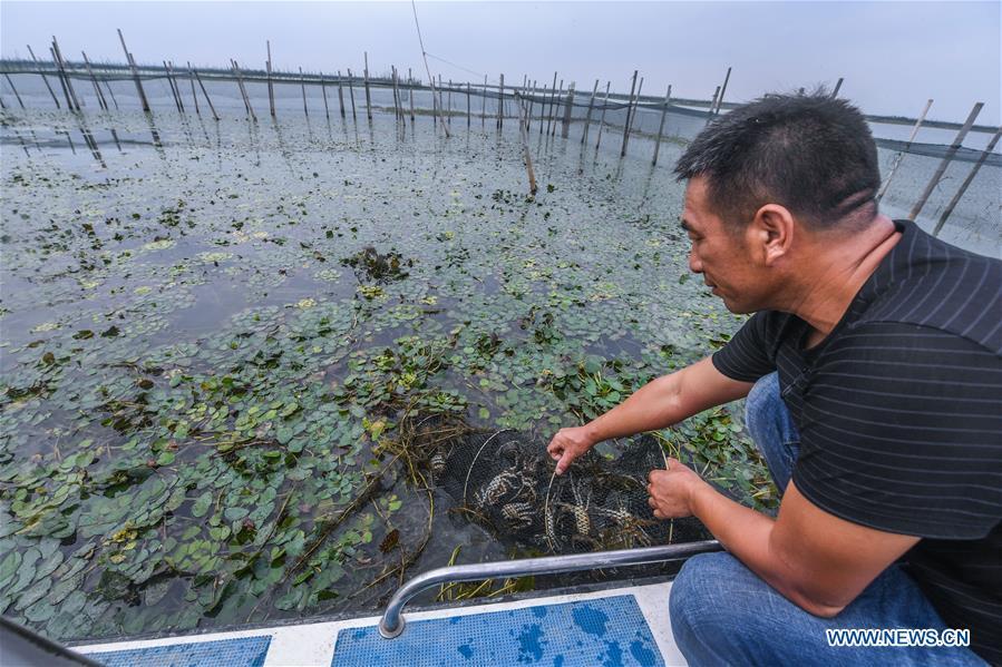 A farmer pulls up fishing net in an aquatic farm of Taihu Lake in Zhili Township of Huzhou, east China\'s Zhejiang Province, Sept. 16, 2018. Local farmers were busy with their work in harvest season of the Taihu Lake crab. The ecological environment of the Taihu Lake was improved due to continuous efforts of local government. (Xinhua/Xu Yu)