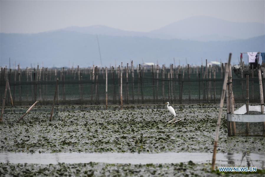 An egret is seen in an aquatic farm of Taihu Lake in Huzhou, east China\'s Zhejiang Province, Sept. 16, 2018. Local farmers were busy with their work in harvest season of the Taihu Lake crab. The ecological environment of the Taihu Lake was improved due to continuous efforts of local government. (Xinhua/Xu Yu)