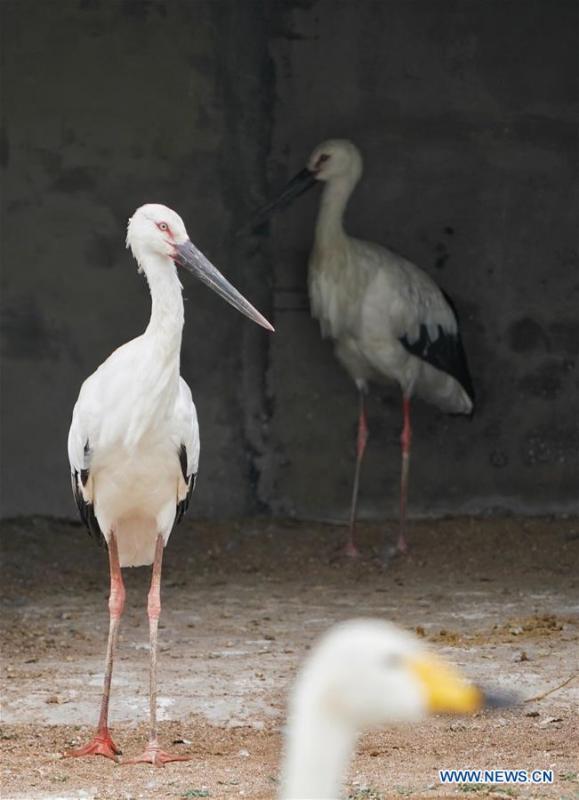 Photo taken on Sept. 15, 2018 shows an oriental white stork at Caofeidian wetland and birds natural reserve in north China\'s Hebei Province. Two injured oriental white storks will be soon released into the wild upon their full recovery. The two birds were rescued by the administration of the natural reserve in October of 2017. The oriental white storks are listed as endangered species that are under first-class national protection. (Xinhua/Xing Guangli)