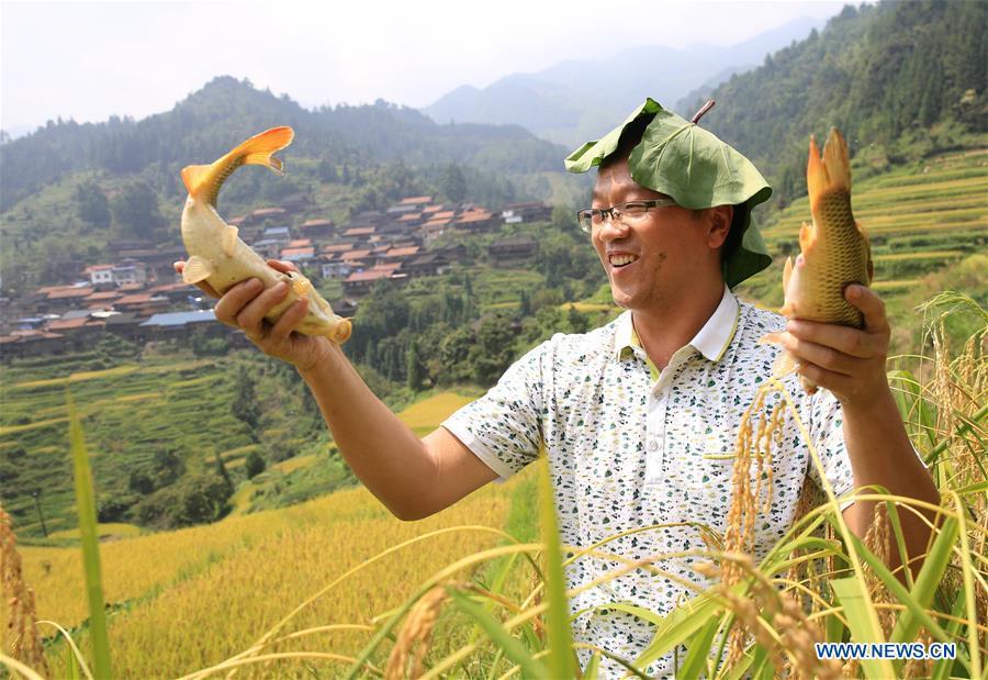 A tourist shows fishes caught at a fish-catching game during harvest celebrations held at a village of Miao ethnic group in Gandong Township in Miao Autonomous County of Rongshui, south China\'s Guangxi Zhuang Autonomous Region, Sept. 15, 2018. (Xinhua/Long Tao)