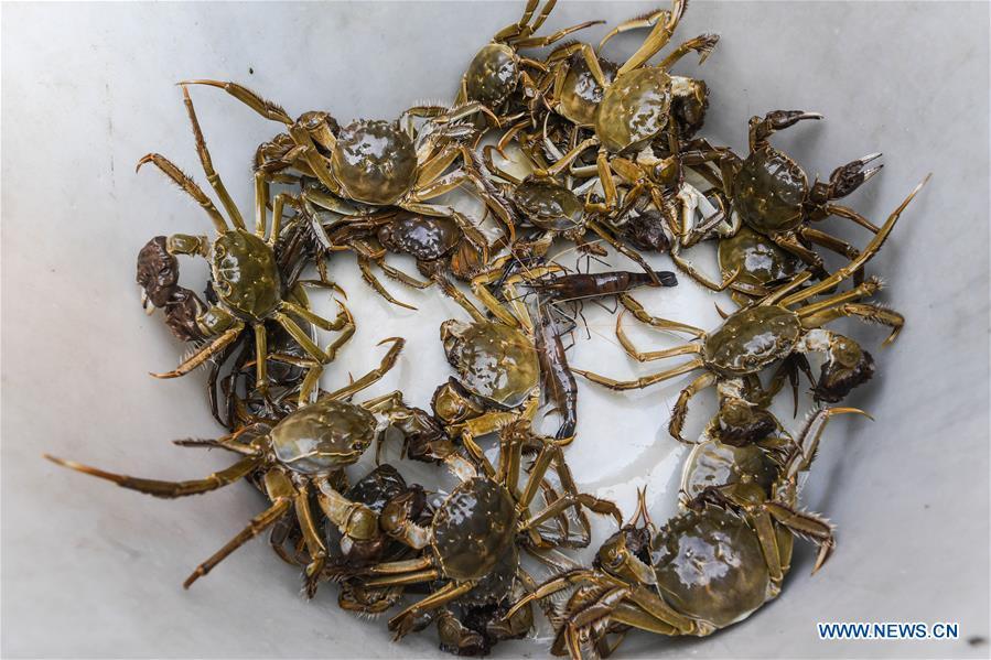 Photo taken on Sept. 16, 2018 shows newly-caught Taihu Lake crabs in Huzhou, east China\'s Zhejiang Province. Local farmers were busy with their work in harvest season of the Taihu Lake crab. The ecological environment of the Taihu Lake was improved due to continuous efforts of local government. (Xinhua/Xu Yu)