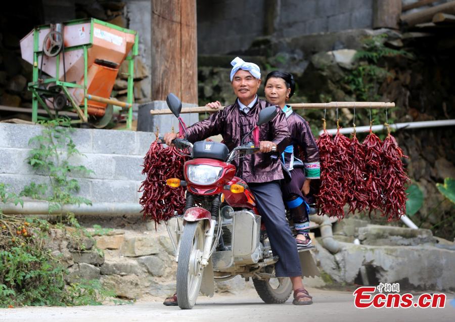 A pepper contest is held at a Miao village in Rongshui Miao Autonomous County, Southwest China’s Guangxi Zhuang Autonomous Region, Sept. 16, 2018. More than 40 Miao women brought their own peppers to participate in the contest to select the best one. Pepper planting has become an important industry for poverty alleviation in the village. (Photo: China News Service/Shi Feng)