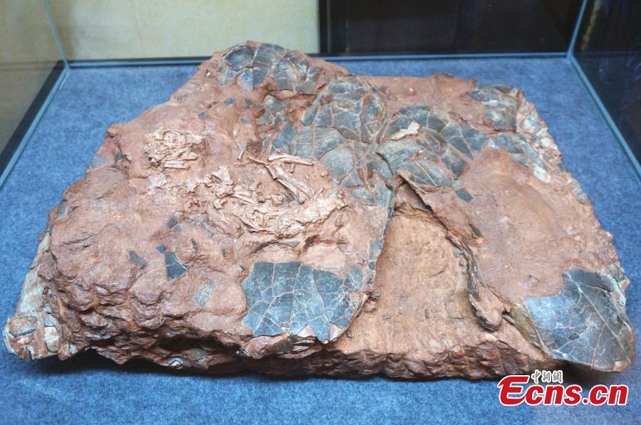Beibeilong sinensis fossil is on display at a hotel in the city of Zhengzhou, capital of central China\'s Henan Province, on September 17, 2018. A collection of fossils returned from overseas has been displayed at a hotel in Zhengzhou on Monday. The Beibeilong sinensis fossil, a kind of dinosaur egg excavated in Henan in 1993, attracted the most attention among visitors. Measuring 118 cm long, it dates back at least 86 million years and was overseas for more than 20 years. In 2013, the fossil was returned to China and displayed in the Henan Geological Museum. (Photo: China News Service/ Han Zhangyun)