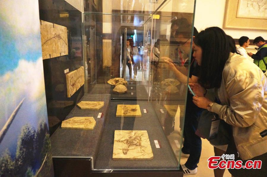 A collection of fossils returned from overseas has been displayed at a hotel in the city of Zhengzhou, capital of central China\'s Henan Province, on Monday. The nine exhibits include fossils of Beibeilong sinensis, Gansu tortoise, confuciusornis, a smilodon skull, and manchurochelys, with huge value to scientific research according to fossil experts.The Beibeilong sinensis fossil, a kind of dinosaur egg excavated in Henan in 1993, attracted the most attention among visitors. Measuring 118 cm long, it dates back at least 86 million years and was overseas for more than 20 years. In 2013, the fossil was returned to China and displayed in the Henan Geological Museum.(Photo: China News Service/ Han Zhangyun)