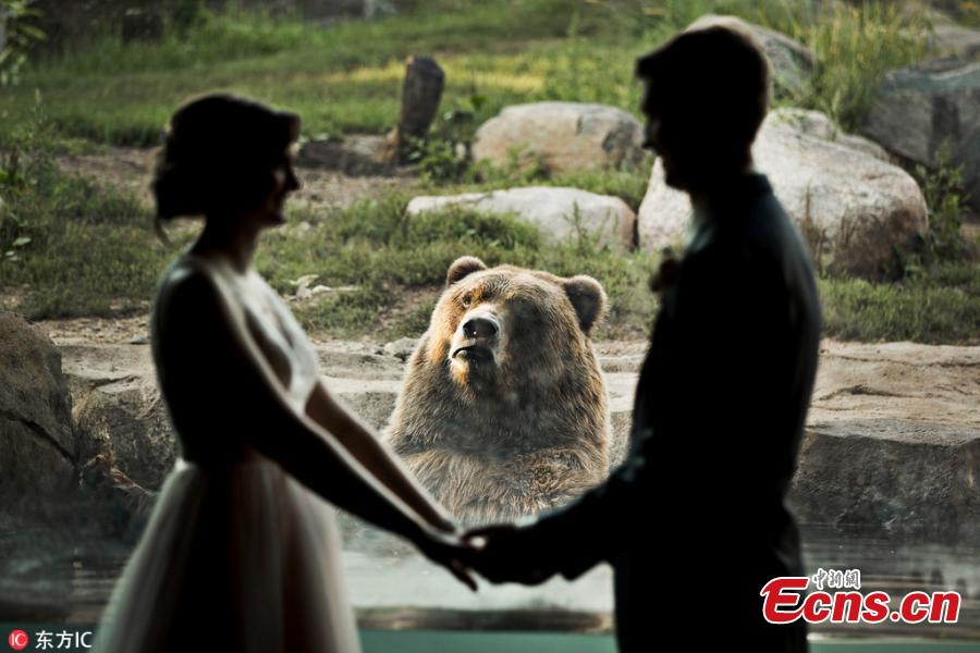 A bear witnessed a couple\'s wedding — and was apparently less than pleased by the experience. The couple tied the knot at the Minnesota Zoo in Apple Valley and got to take photos inside the facility, with a Russian grizzly bear in the background. While the smitten couple held hands and exchanged a kiss, the bear pulled a series of hilarious faces, making it look as though it was completely heartbroken by the scene unfolding before its eyes. (Photo/IC)