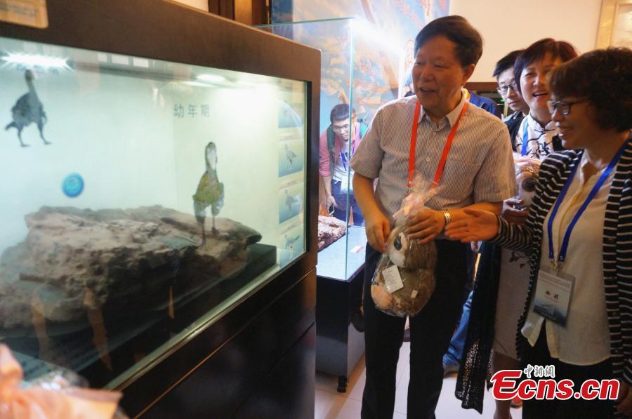 A collection of fossils returned from overseas has been displayed at a hotel in the city of Zhengzhou, capital of central China\'s Henan Province, on Monday. The nine exhibits include fossils of Beibeilong sinensis, Gansu tortoise, confuciusornis, a smilodon skull, and manchurochelys, with huge value to scientific research according to fossil experts.The Beibeilong sinensis fossil, a kind of dinosaur egg excavated in Henan in 1993, attracted the most attention among visitors. Measuring 118 cm long, it dates back at least 86 million years and was overseas for more than 20 years. In 2013, the fossil was returned to China and displayed in the Henan Geological Museum.(Photo: China News Service/ Han Zhangyun)