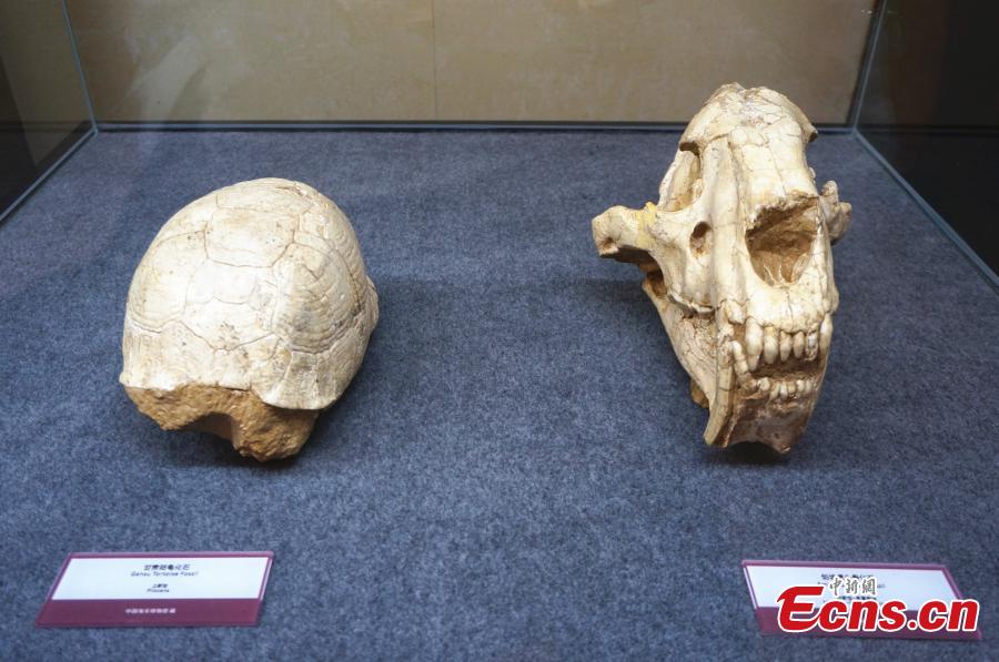 A collection of fossils returned from overseas has been displayed at a hotel in the city of Zhengzhou, capital of central China\'s Henan Province, on Monday. The nine exhibits include fossils of Beibeilong sinensis, Gansu tortoise, confuciusornis, a smilodon skull, and manchurochelys, with huge value to scientific research according to fossil experts.The Beibeilong sinensis fossil, a kind of dinosaur egg excavated in Henan in 1993, attracted the most attention among visitors. Measuring 118 cm long, it dates back at least 86 million years and was overseas for more than 20 years. In 2013, the fossil was returned to China and displayed in the Henan Geological Museum.(Photo: China News Service/ Han Zhangyun)