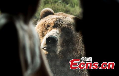 A bear witnessed a couple\'s wedding — and was apparently less than pleased by the experience. The couple tied the knot at the Minnesota Zoo in Apple Valley and got to take photos inside the facility, with a Russian grizzly bear in the background. While the smitten couple held hands and exchanged a kiss, the bear pulled a series of hilarious faces, making it look as though it was completely heartbroken by the scene unfolding before its eyes. (Photo/IC)