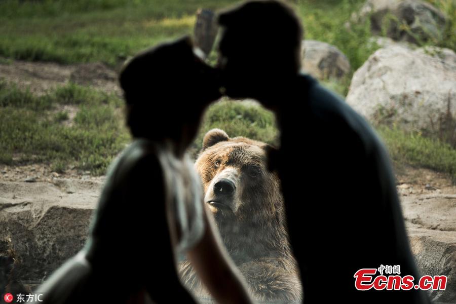 A bear witnessed a couple\'s wedding — and was apparently less than pleased by the experience. The couple tied the knot at the Minnesota Zoo in Apple Valley and got to take photos inside the facility, with a Russian grizzly bear in the background. While the smitten couple held hands and exchanged a kiss, the bear pulled a series of hilarious faces, making it look as though it was completely heartbroken by the scene unfolding before its eyes. (Photo/IC)