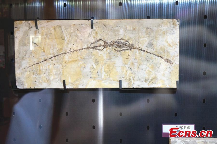 A collection of fossils returned from overseas has been displayed at a hotel in the city of Zhengzhou, capital of central China\'s Henan Province, on Monday. The nine exhibits include fossils of Beibeilong sinensis, Gansu tortoise, confuciusornis, a smilodon skull, and manchurochelys, with huge value to scientific research according to fossil experts.The Beibeilong sinensis fossil, a kind of dinosaur egg excavated in Henan in 1993, attracted the most attention among visitors. Measuring 118 cm long, it dates back at least 86 million years and was overseas for more than 20 years. In 2013, the fossil was returned to China and displayed in the Henan Geological Museum.(Photo: China News Service/ Han Zhangyun)